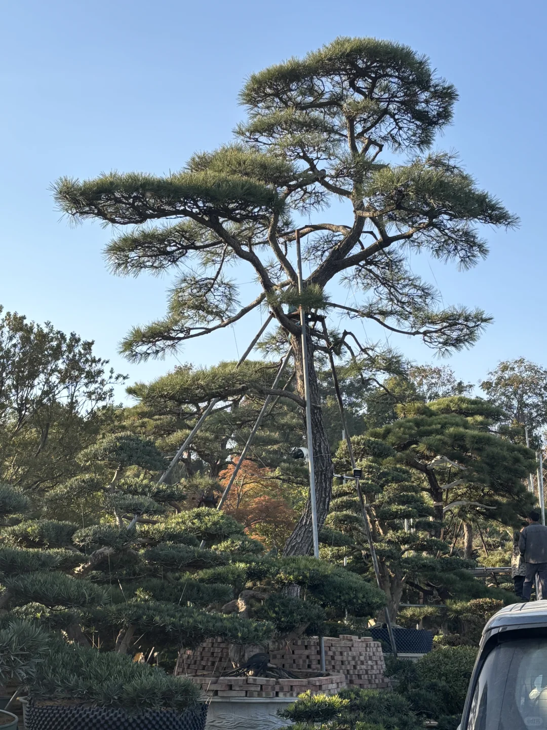 今日幸福感来于花市