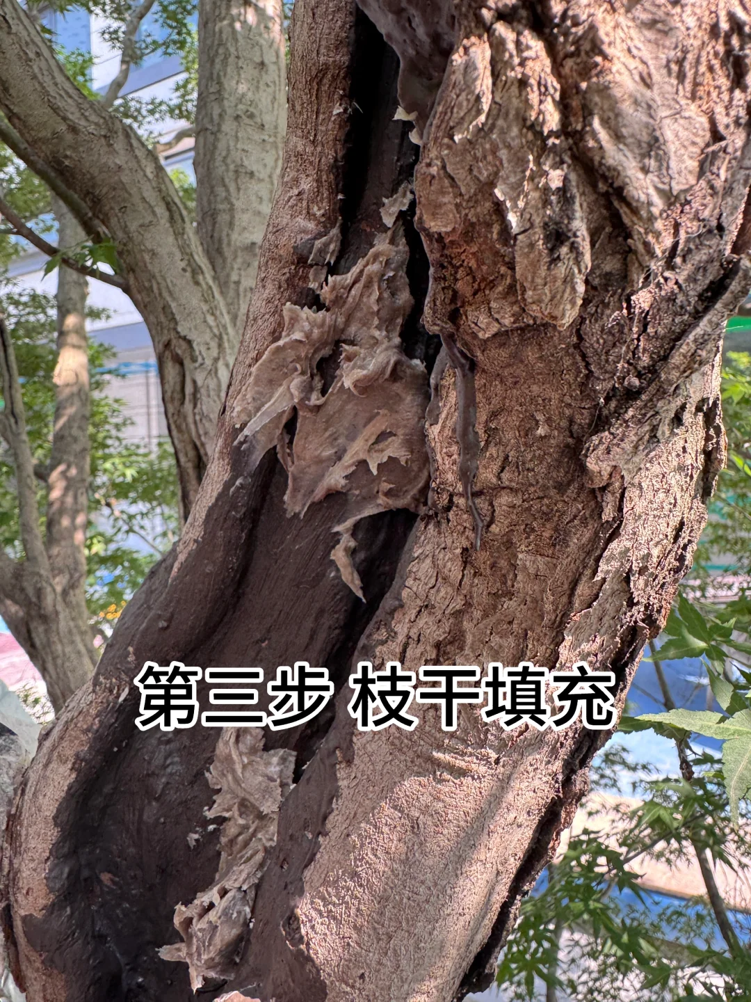 花了40万从日本买了一颗羽毛红枫树