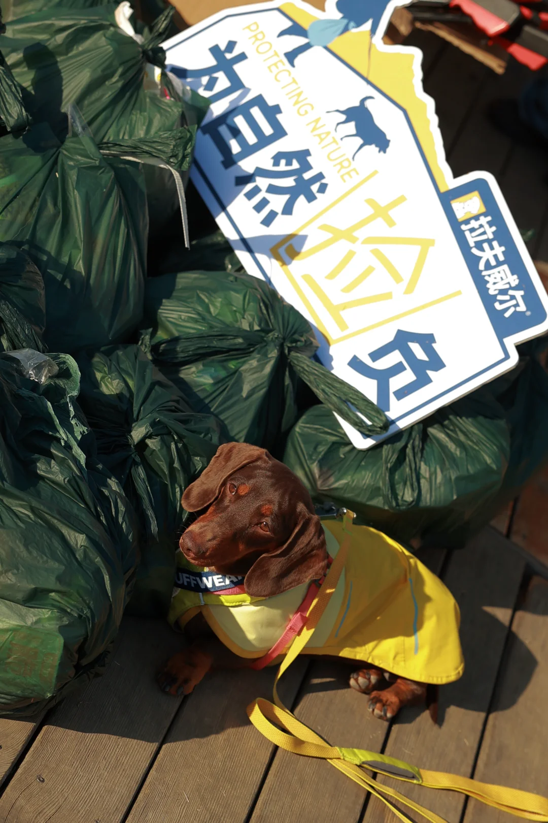 带狗净山被拉夫威尔狠狠圈粉!!