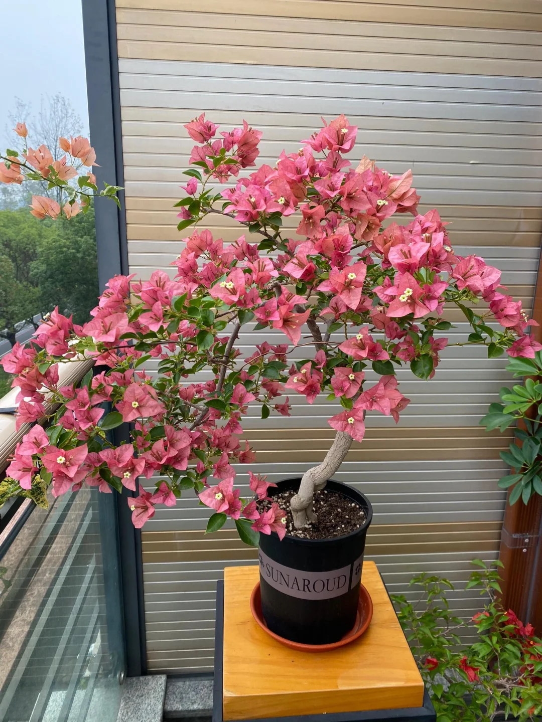 今天讲三角梅！