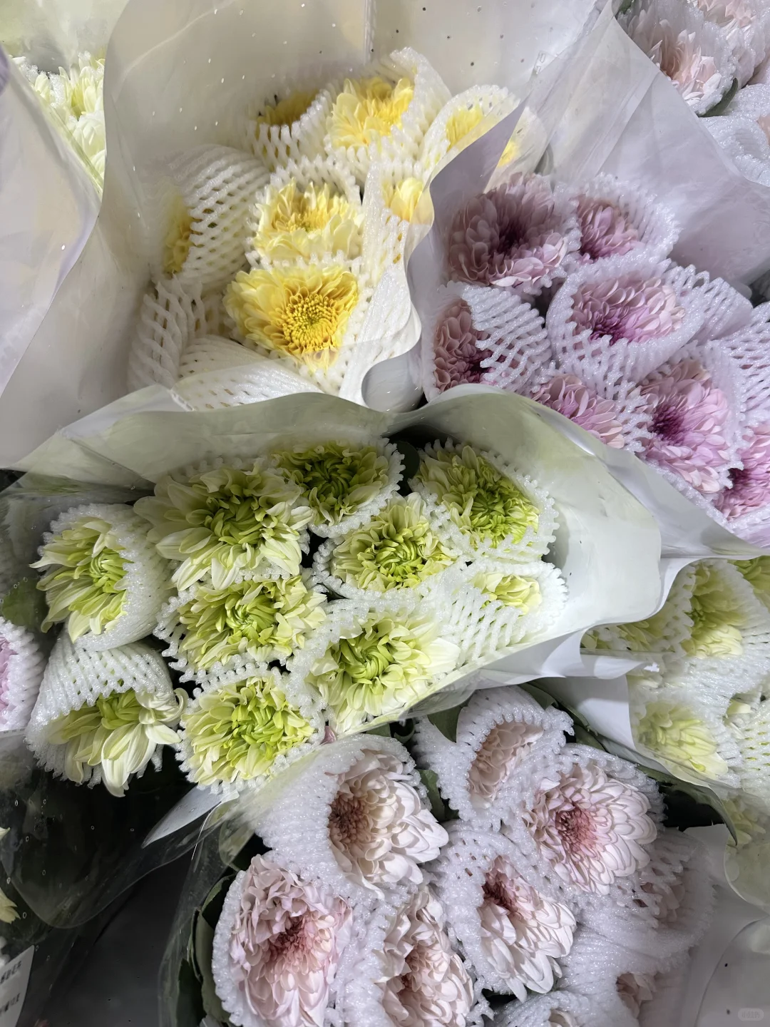 感谢花卉小菊