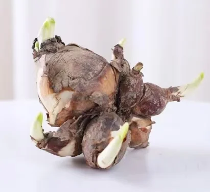 ❄️高级感水仙｜小众绿植种草