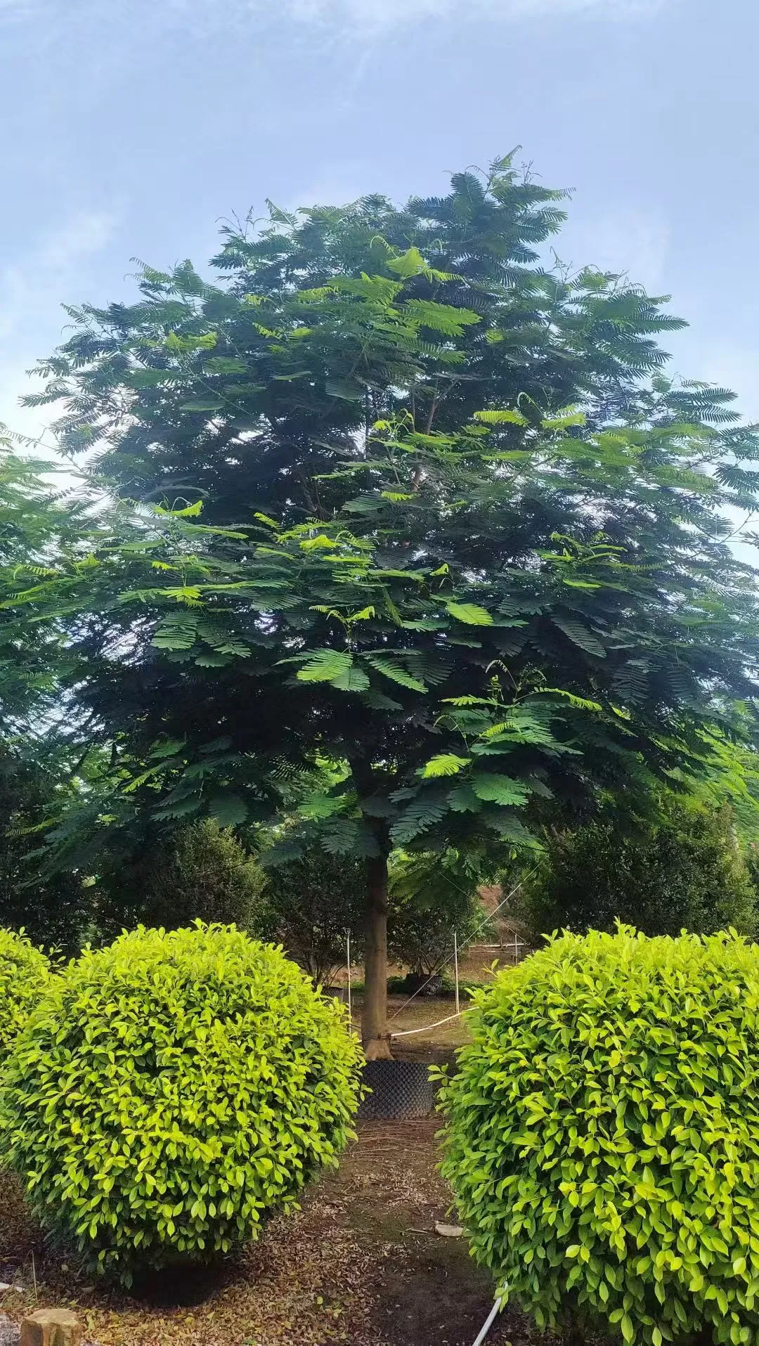 凤凰木