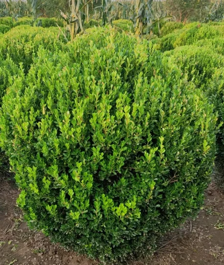 成都绿化工程中的“低调王者”：小叶黄杨球