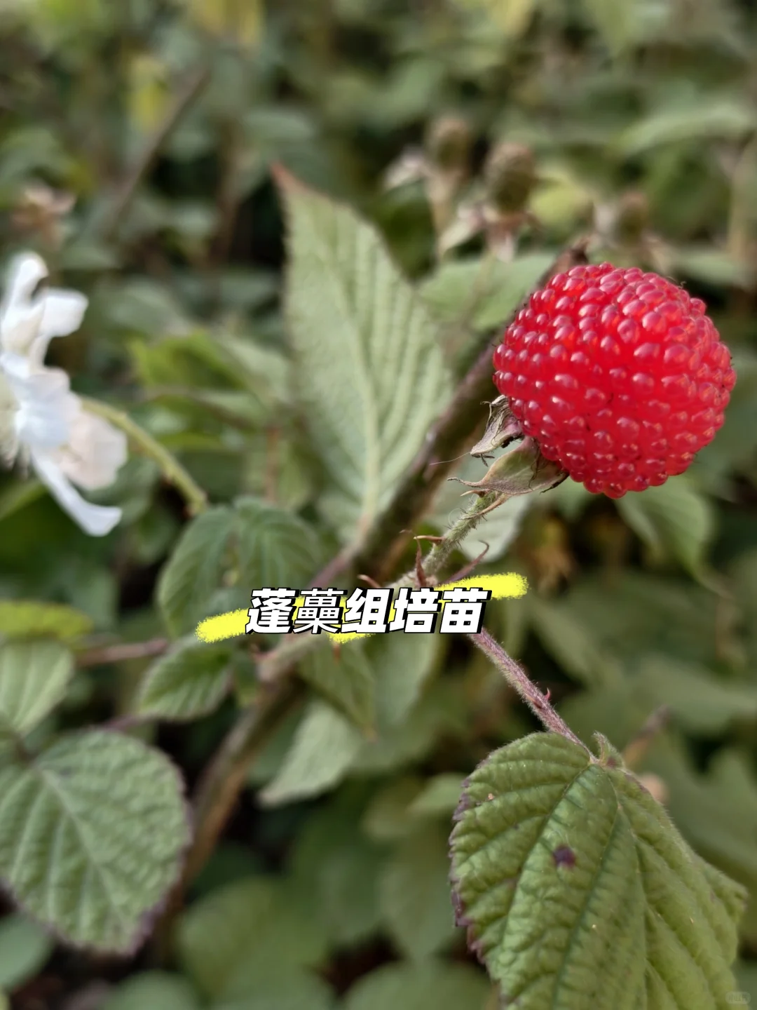 云南 盛锋树莓苗木基地 树莓蓝莓组培苗源头