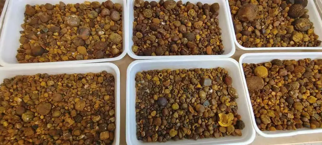 天然牛黄 大量 有实力联系！！！