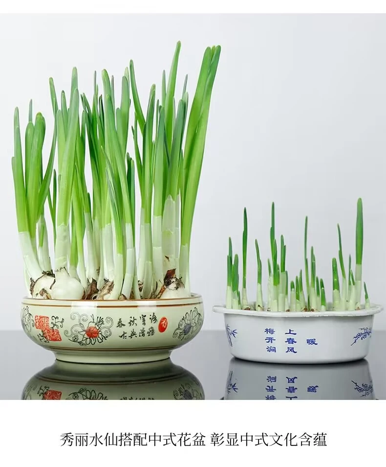 ✨全网首发｜漳州水仙花盆栽种草