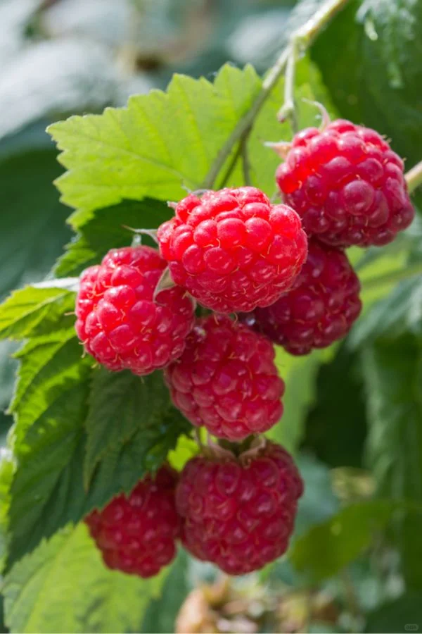 农村长大的孩子都有一段摘树莓的回忆