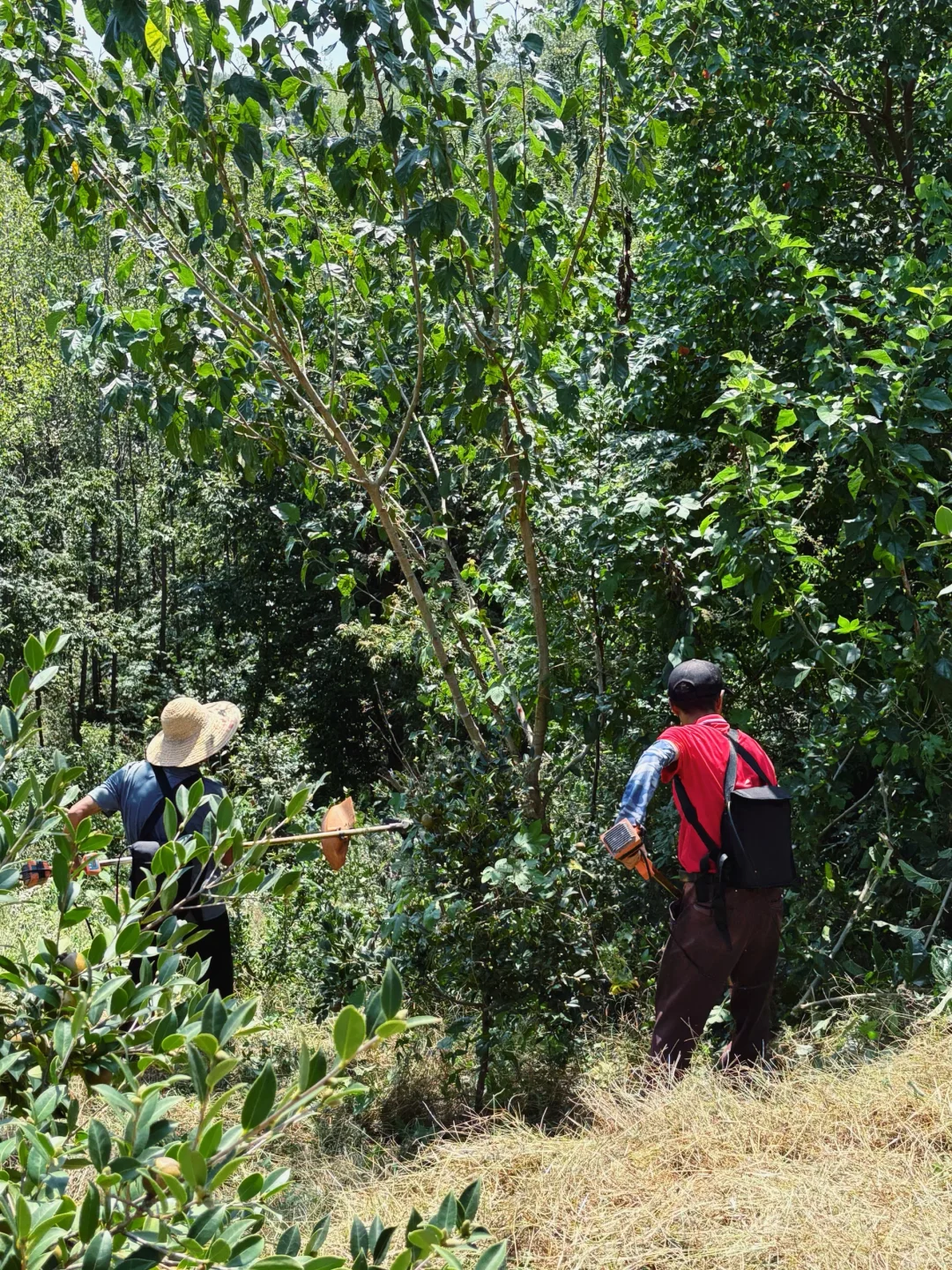 ?6000亩云雾油茶林｜问顶康源溯源之旅