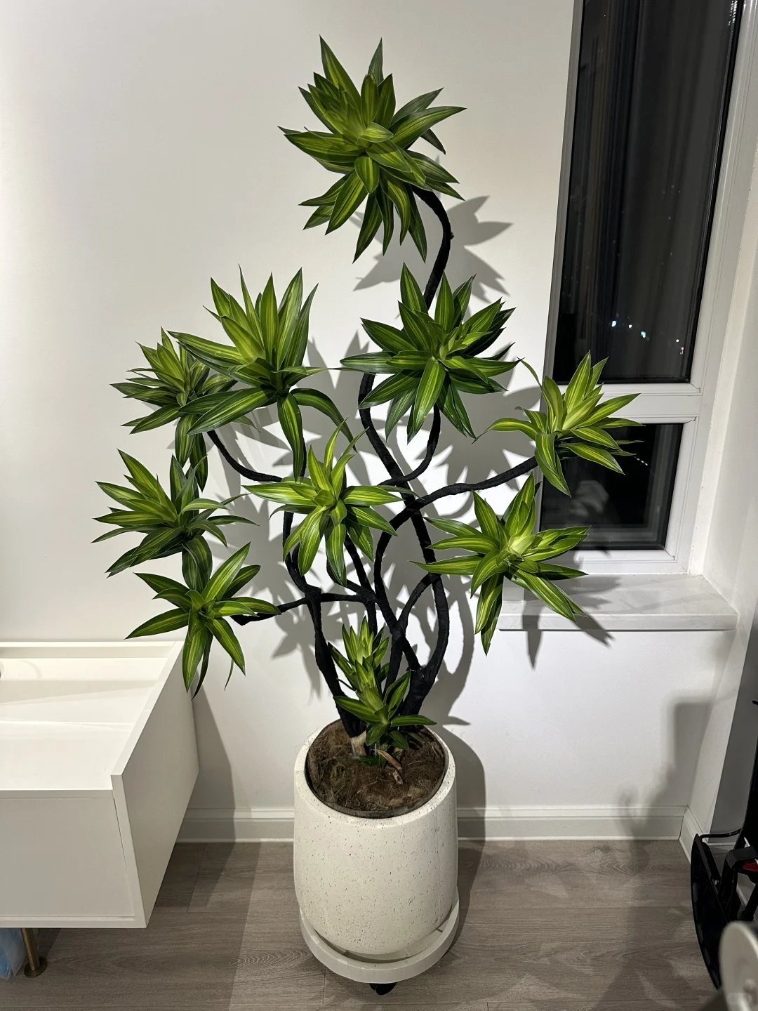 百合竹
