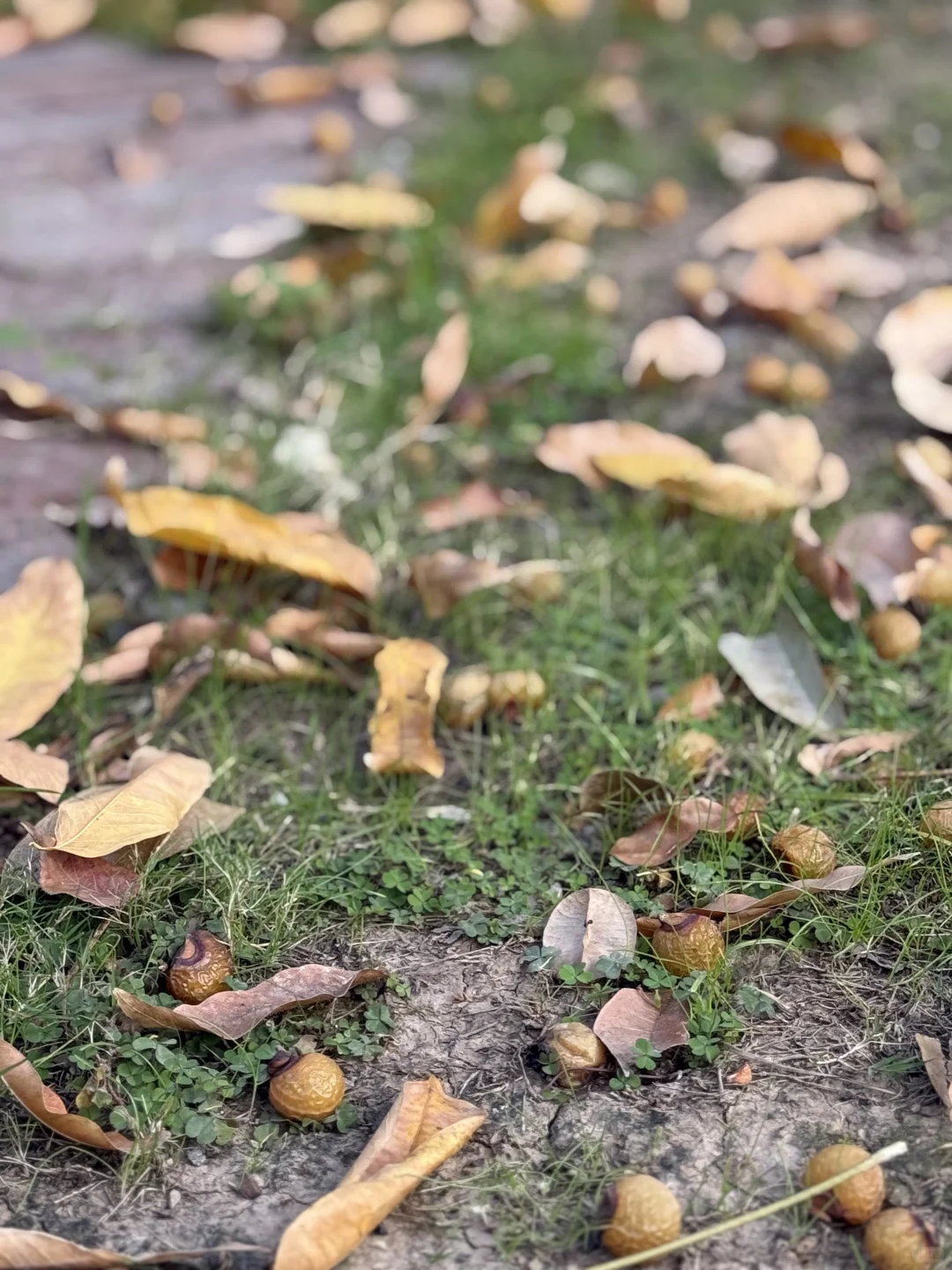 无患子手工真的是进去了难得出来啊