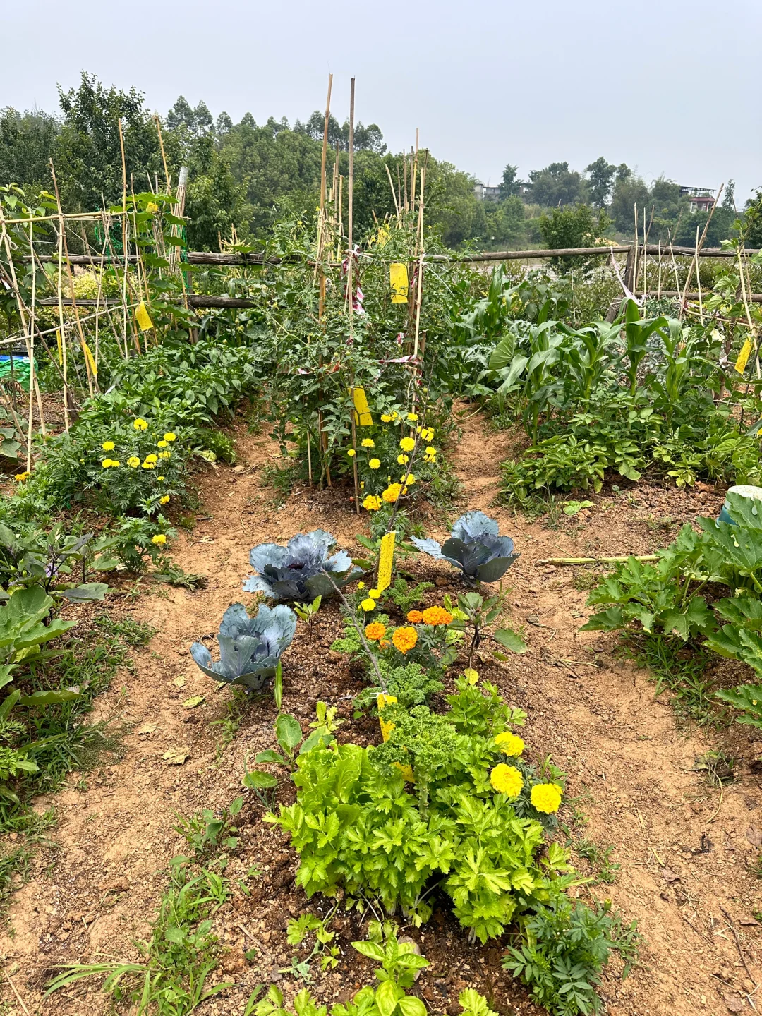 认养农业➕智慧农场，躺赚商业模式