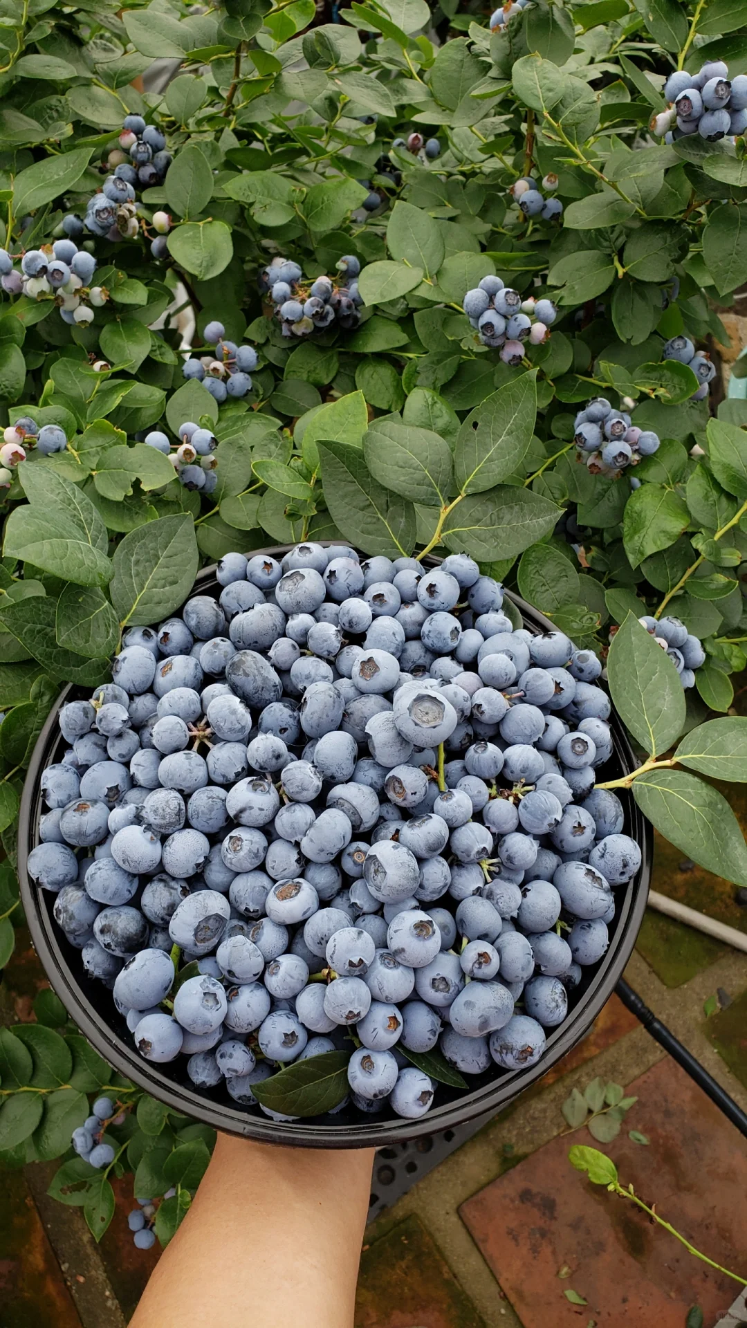 今年的蓝莓燃尽了