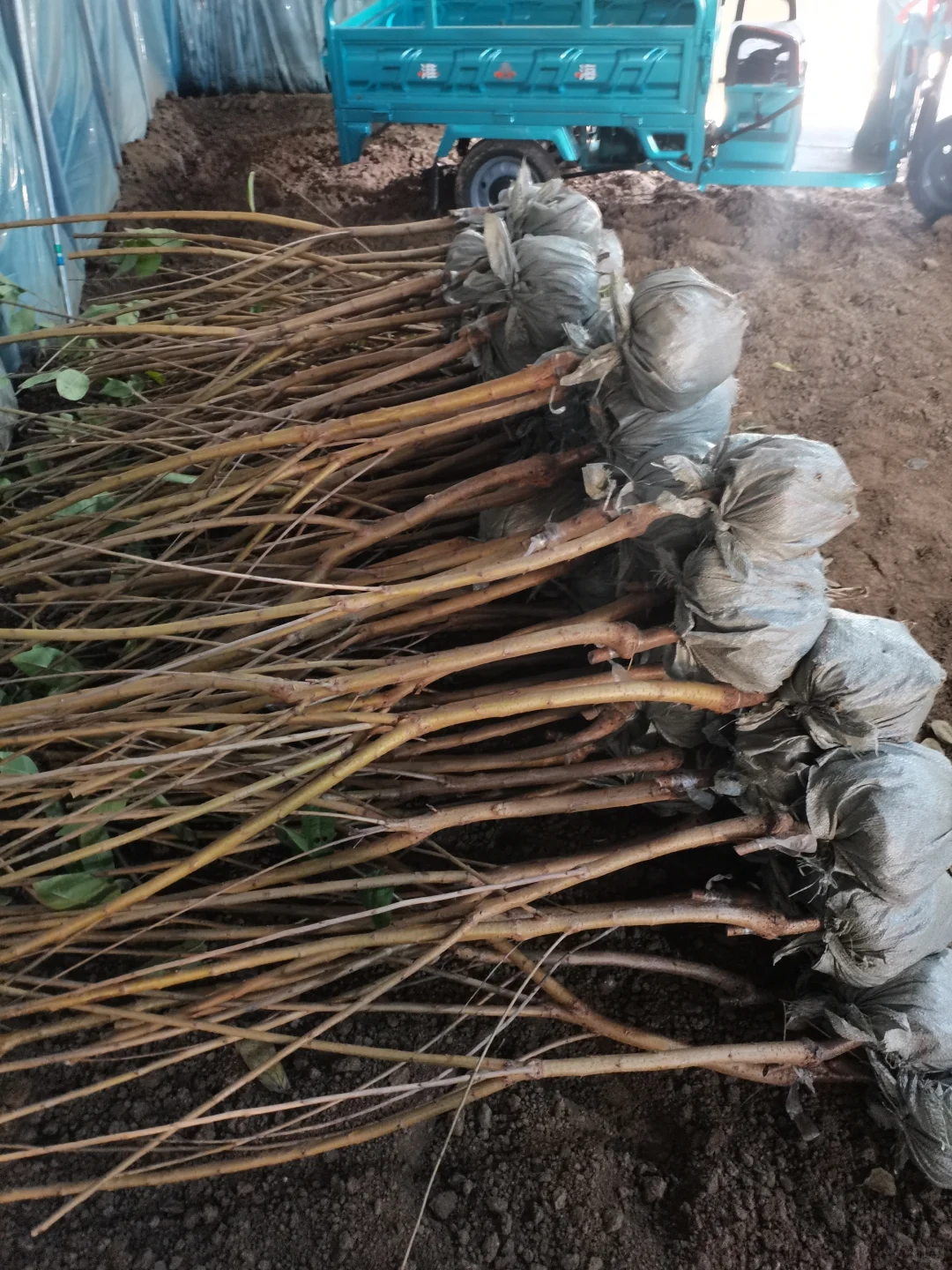 大樱桃车厘子树苗现在种正合适