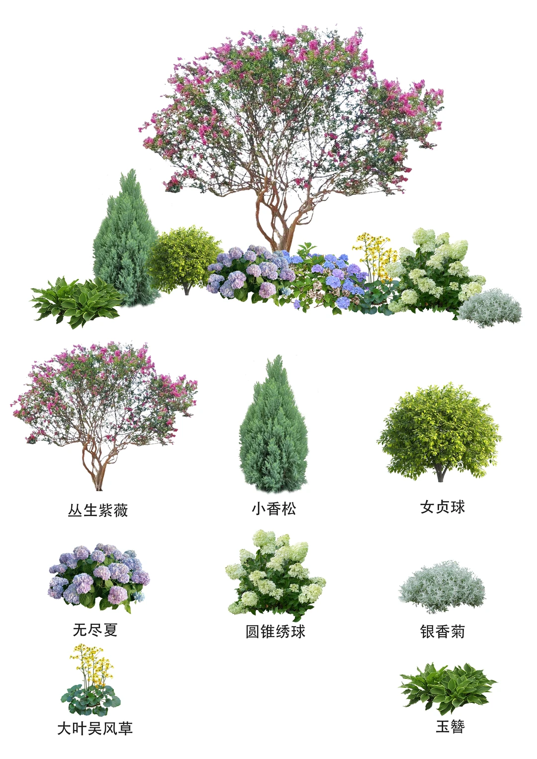 花卉组合（10）