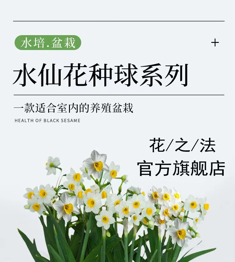 ✨全网首发｜漳州水仙花盆栽种草