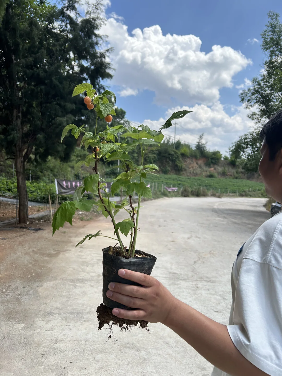 爱吃！男朋友直接给我把树莓苗搬回家说
