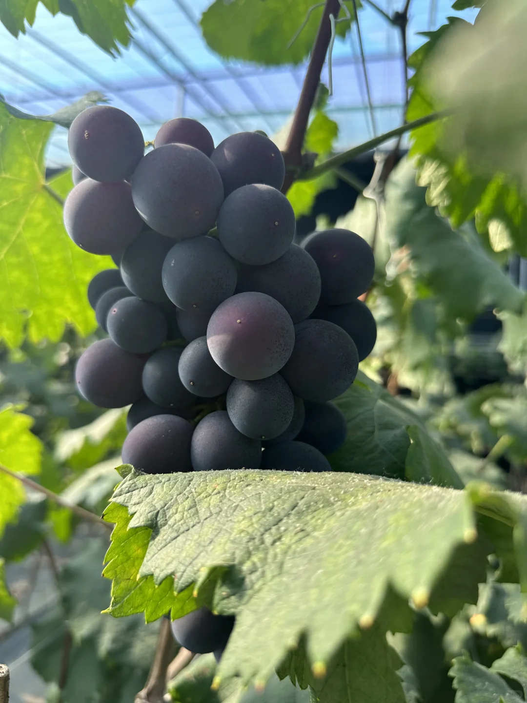 要巨峰葡萄苗子的家人，在哪里？