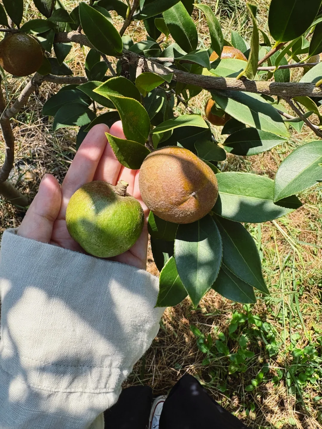 ?6000亩云雾油茶林｜问顶康源溯源之旅