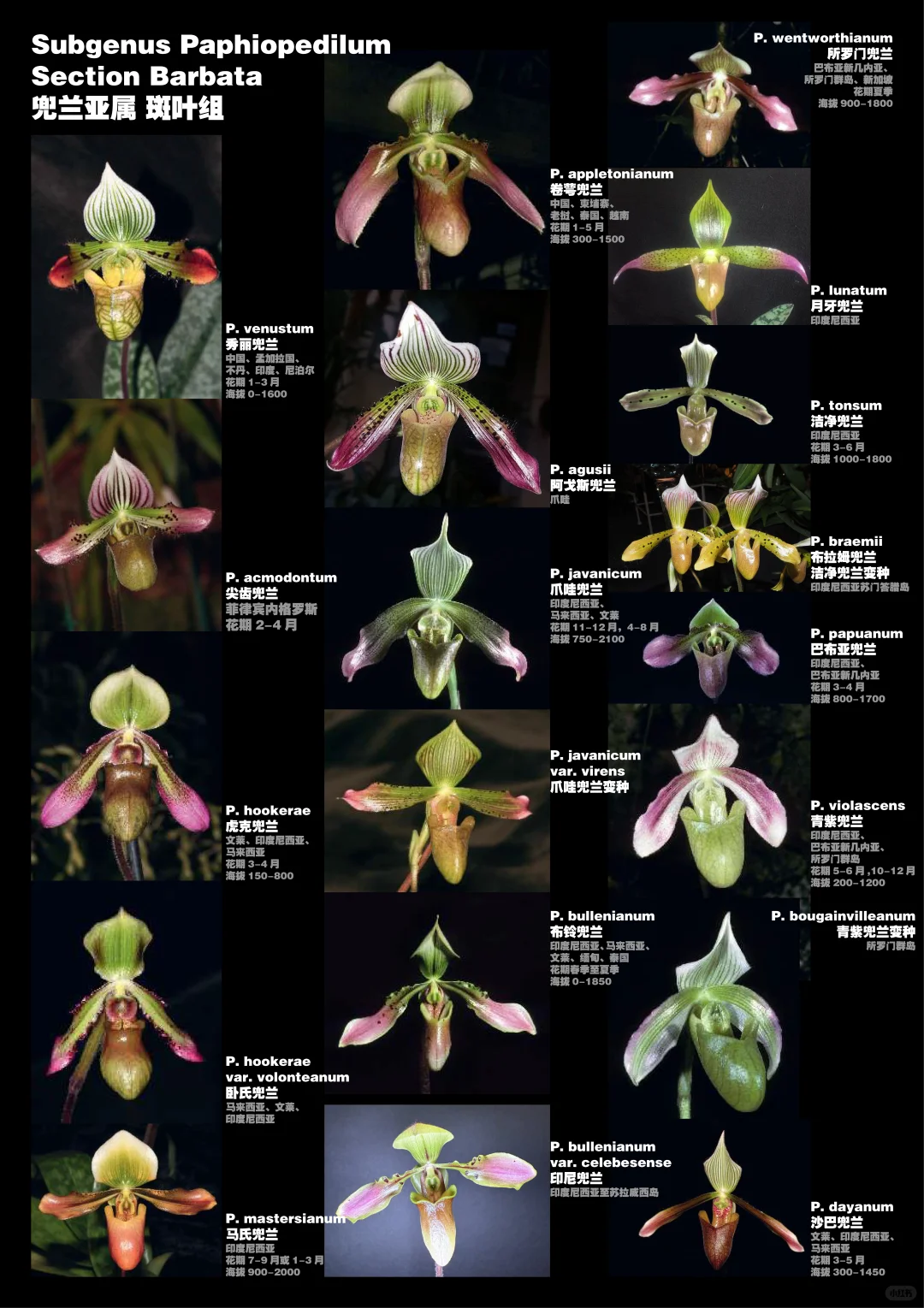 兜兰属植物物种分类图鉴