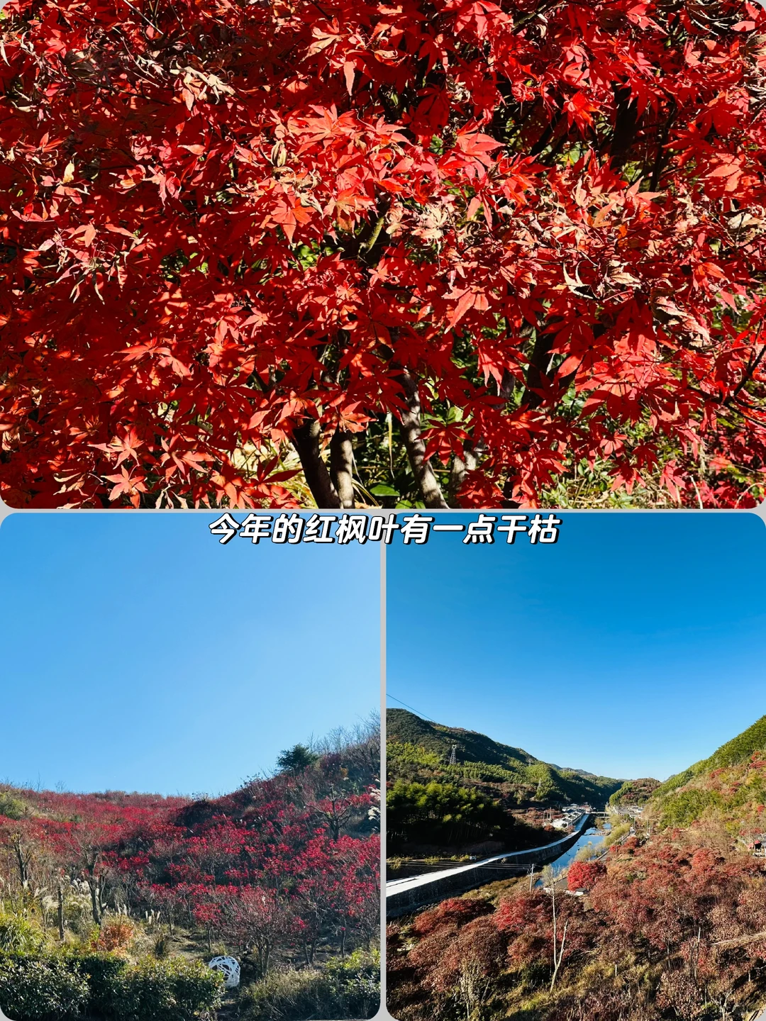 随时四明山，秋季特别赞