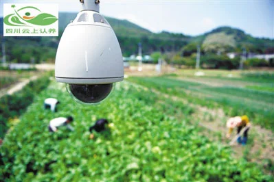 农业认养新模式：可视化为何关键？