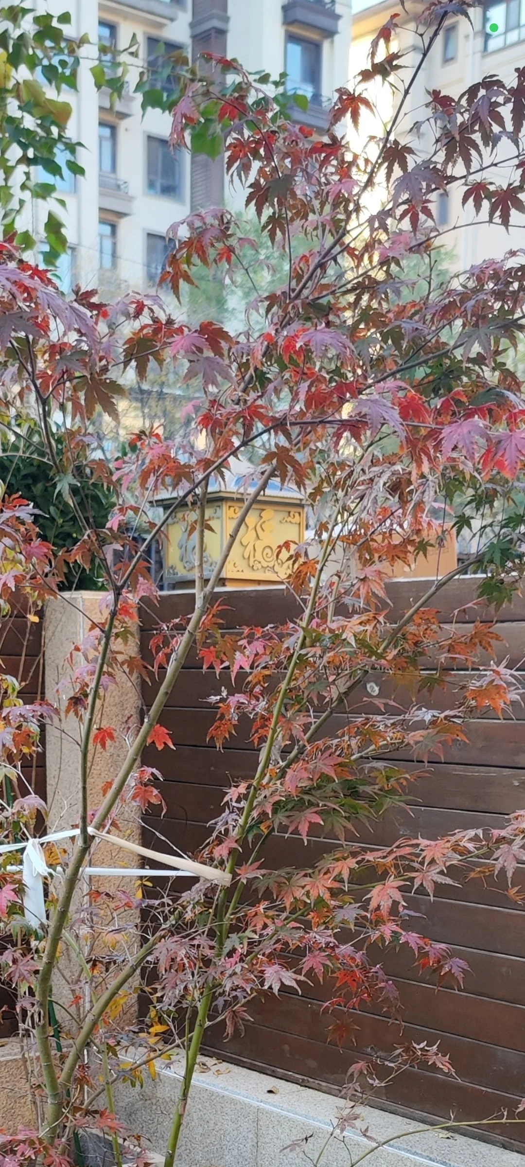 橘生淮南则为橘 生淮北则为枳