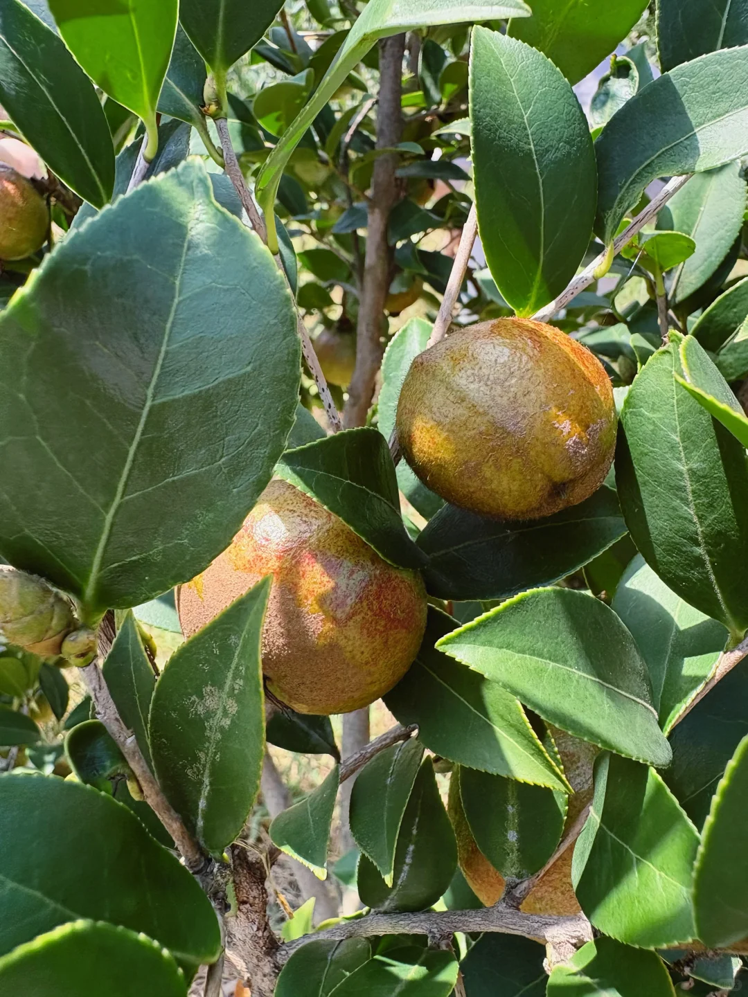 ?6000亩云雾油茶林｜问顶康源溯源之旅