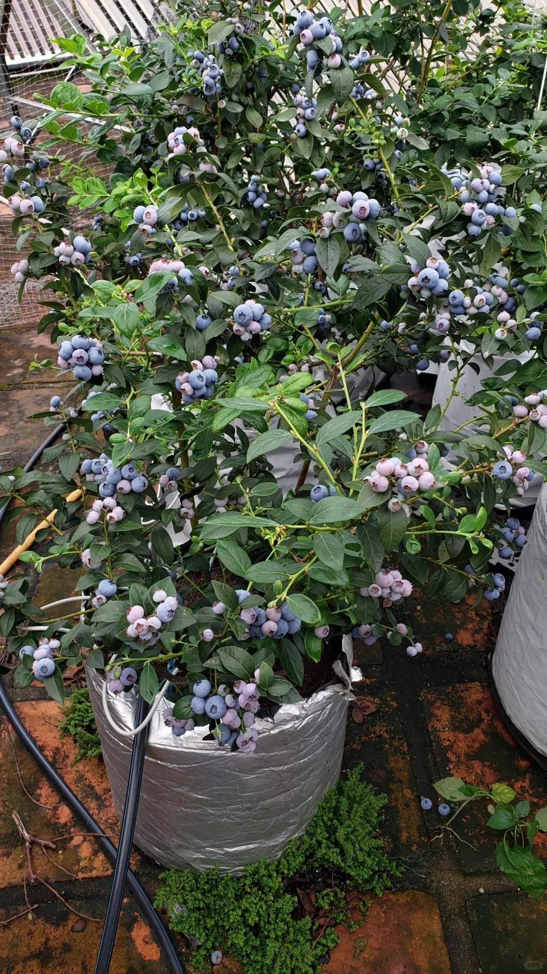 今年的蓝莓燃尽了