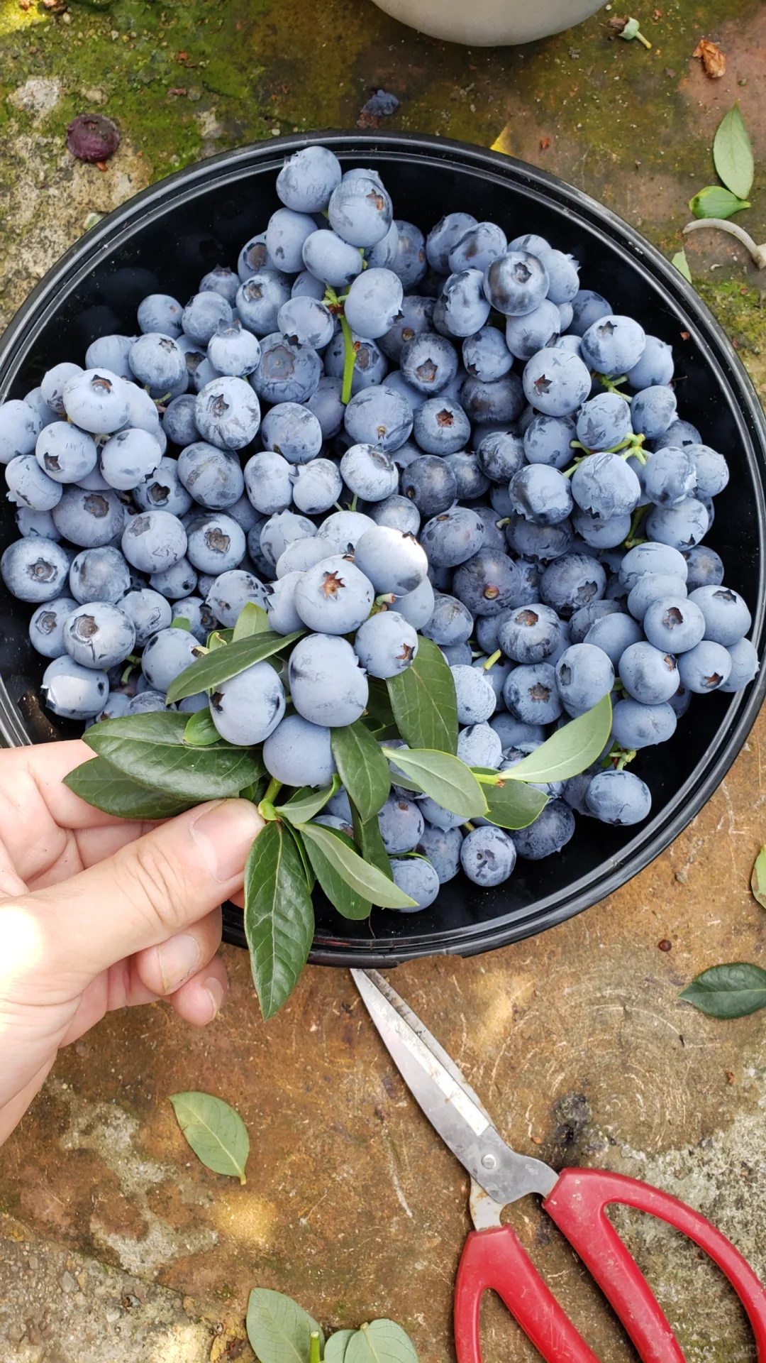 今年的蓝莓燃尽了