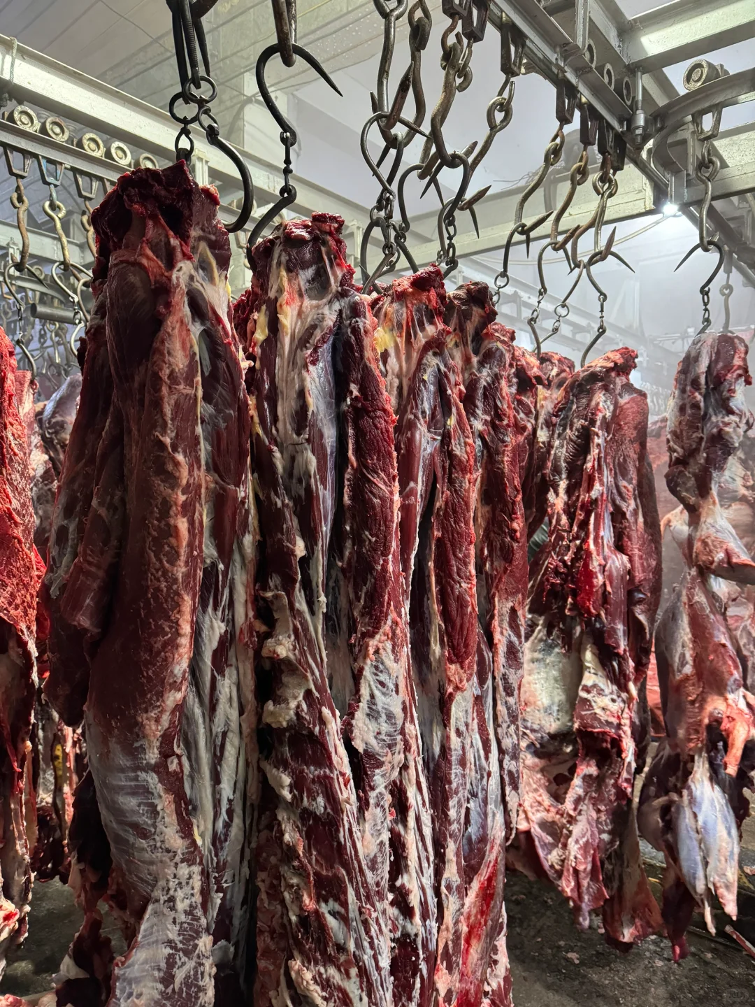 牛肉乱价原因❗️❗️