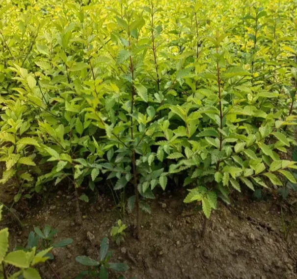 金叶榆小苗有需要的吗，可以出圃了