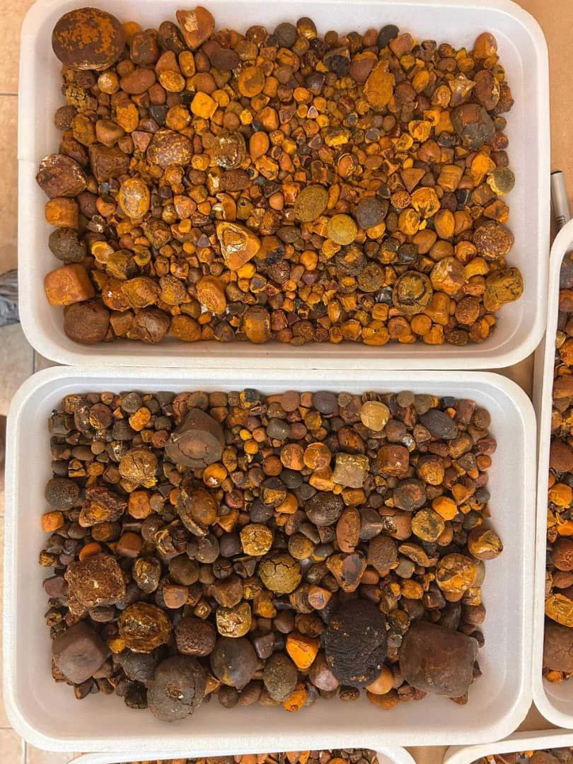 天然牛黄 大量 有实力联系！！！