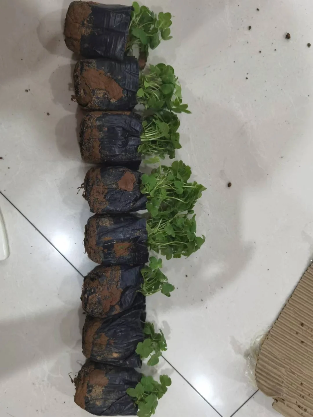 工程苗适合有花园要地栽的花友