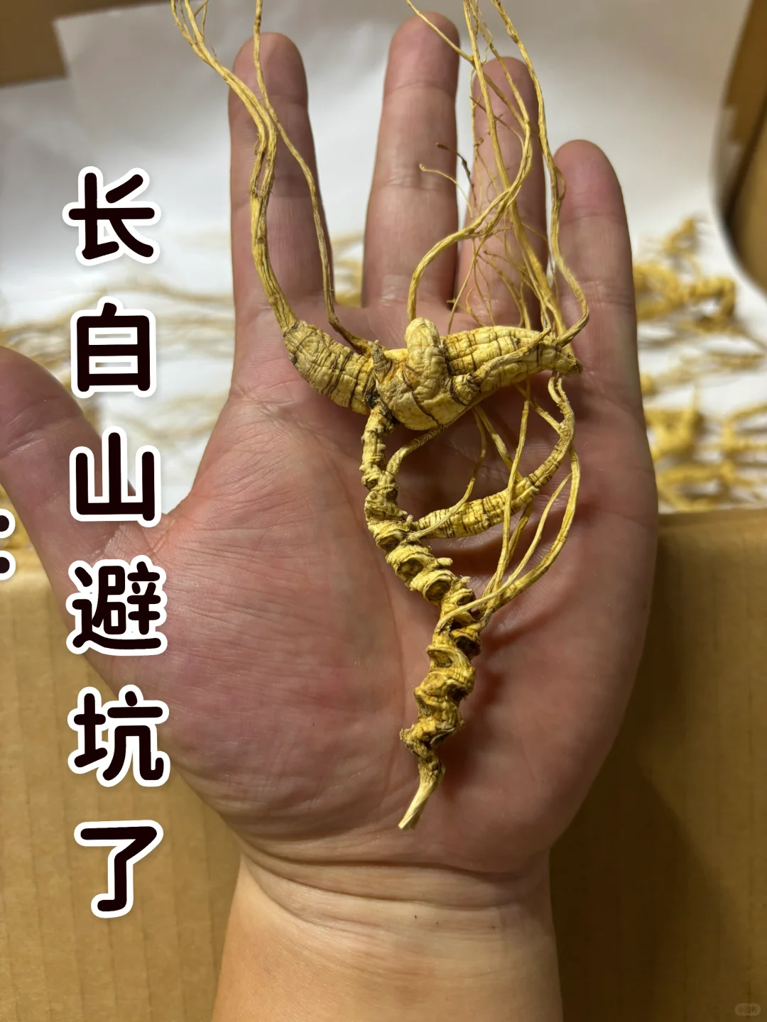 来长白山旅游，带点林下参回家吗？