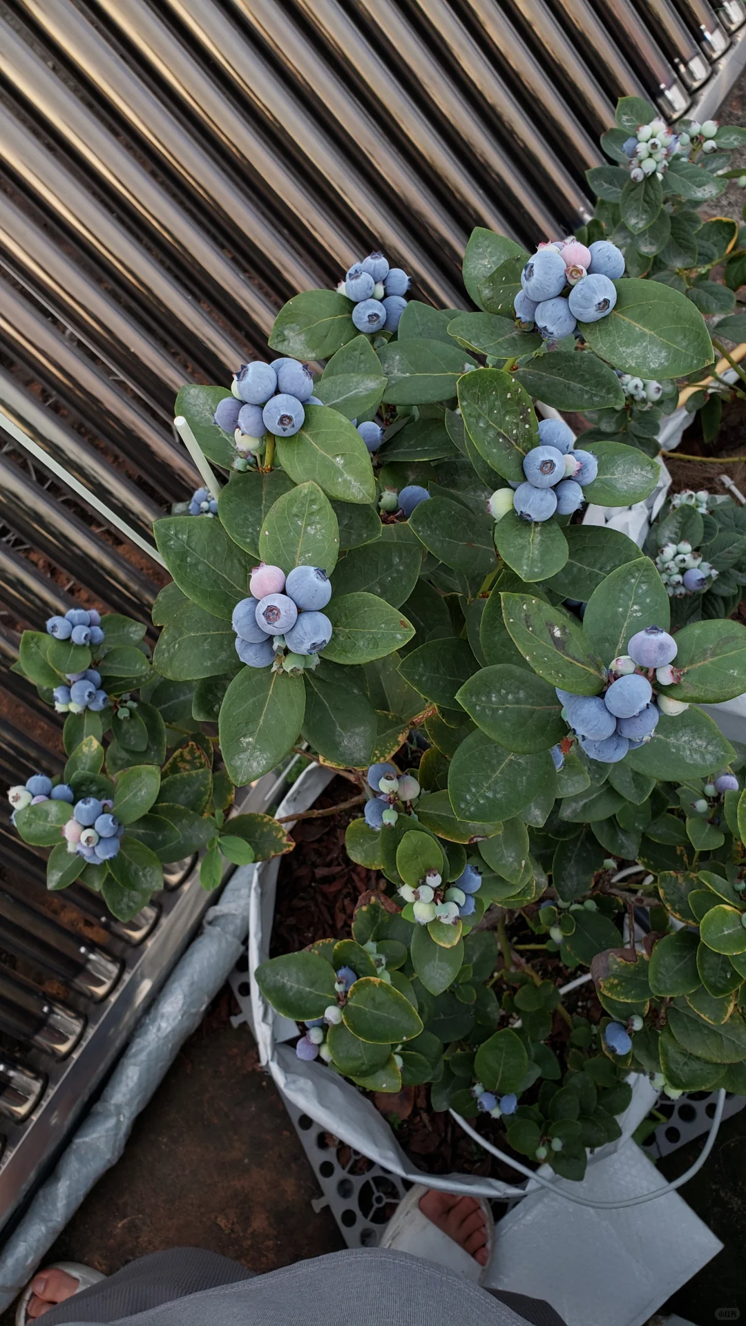 今年的蓝莓燃尽了