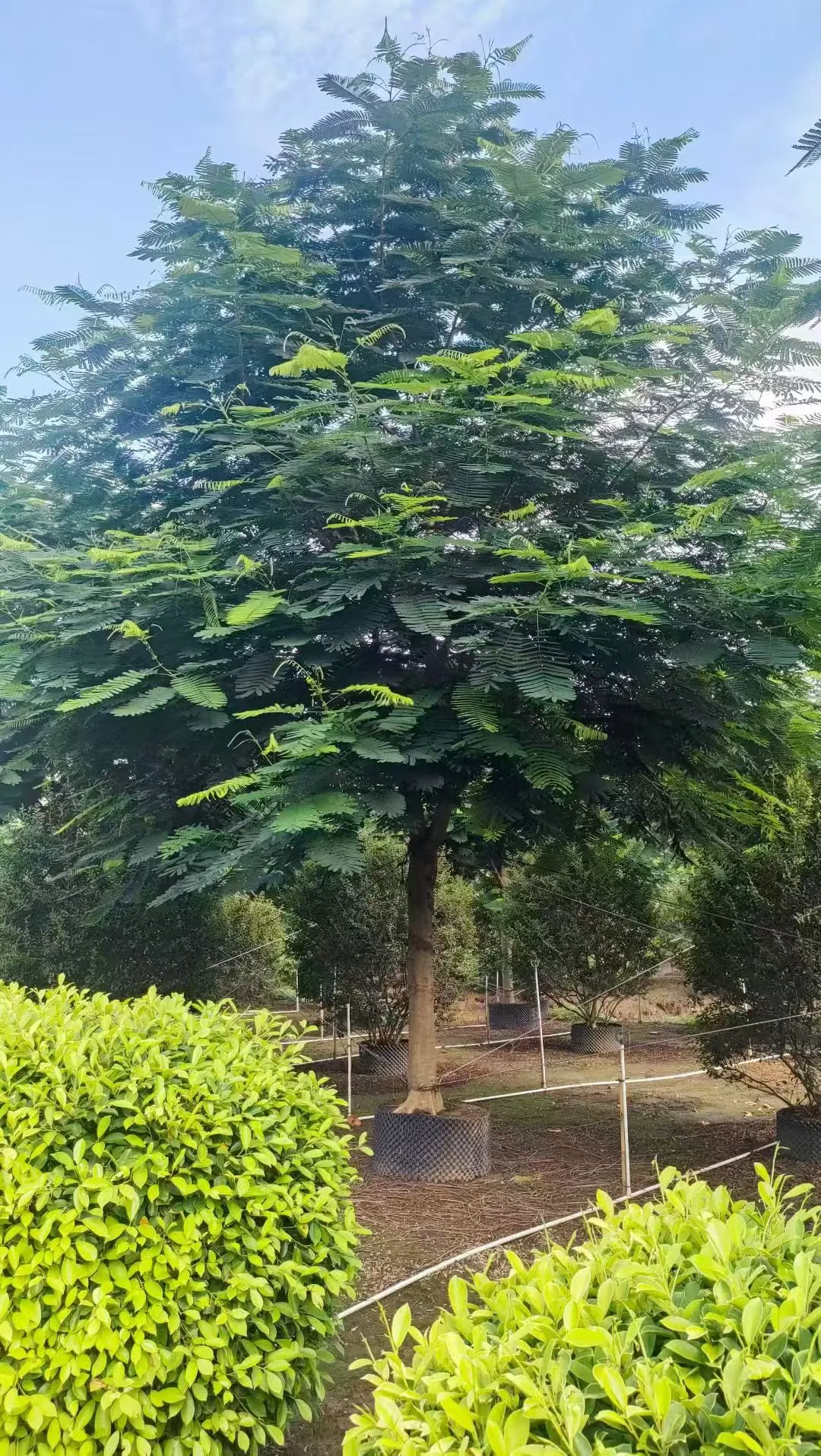 凤凰木