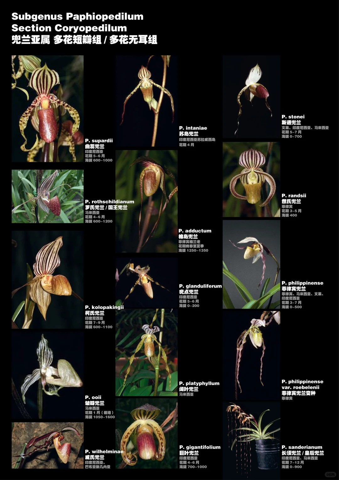兜兰属植物物种分类图鉴