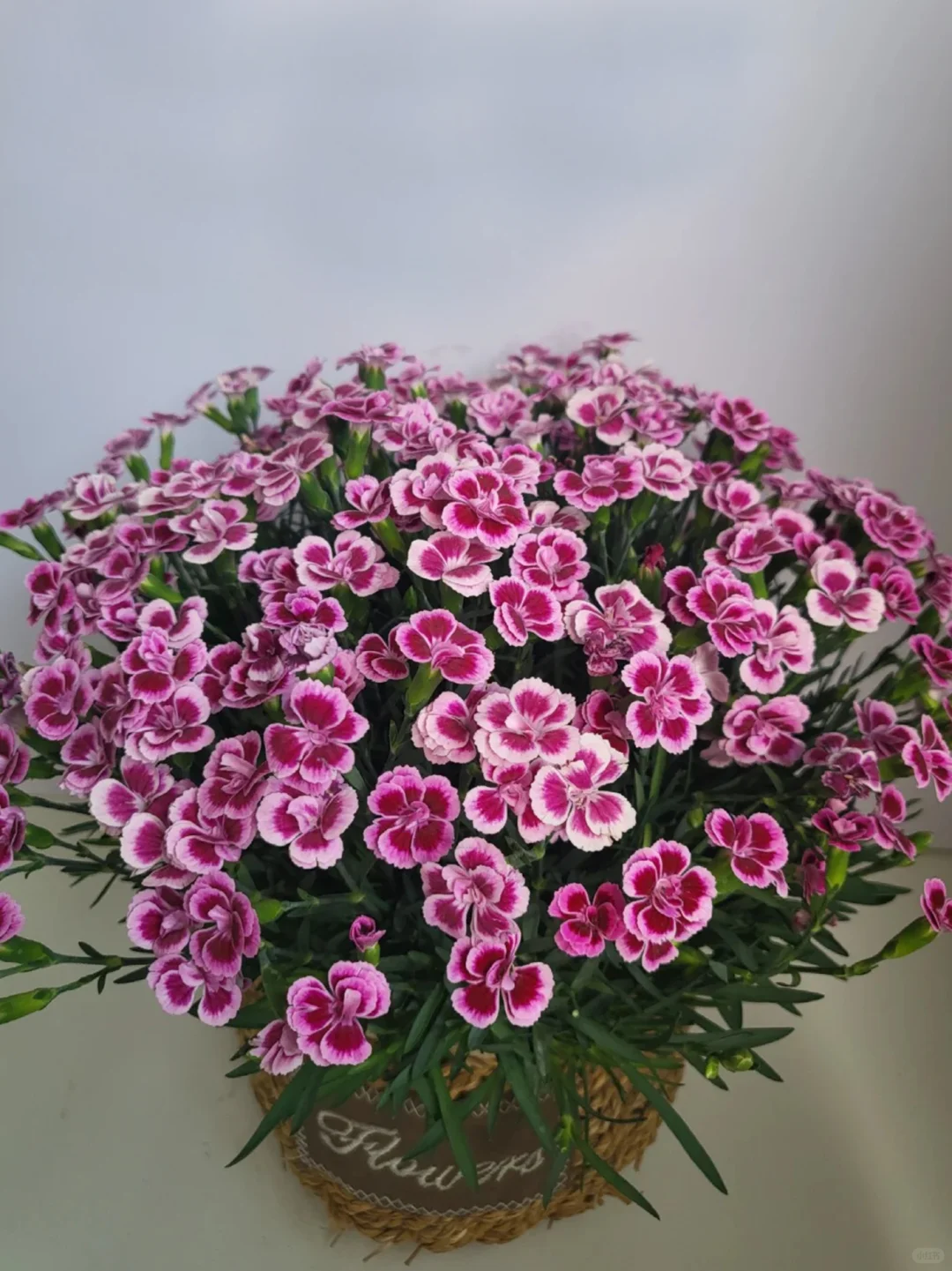 花花盆栽~观花