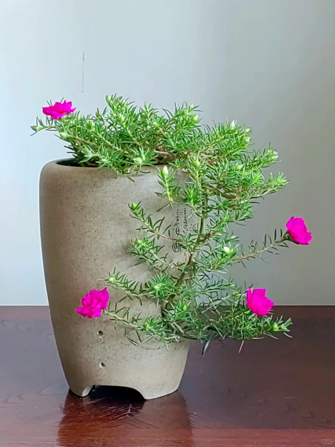 花花盆栽~观花