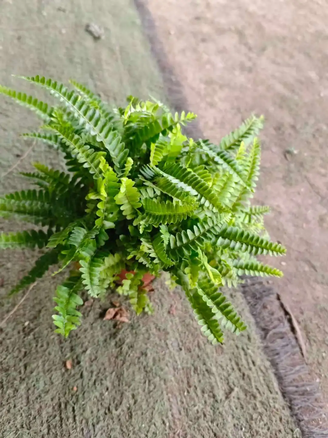夏威夷肾蕨