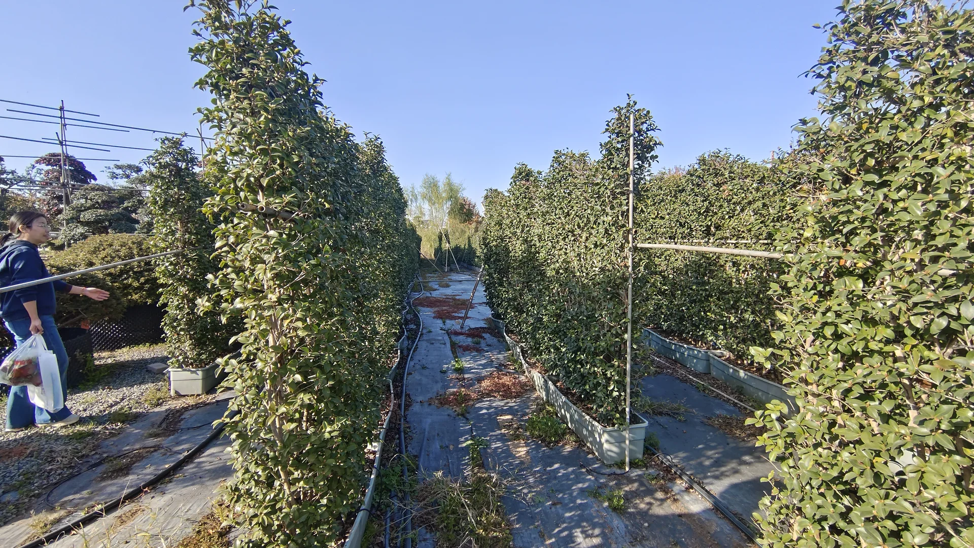 金华花卉苗木博览会