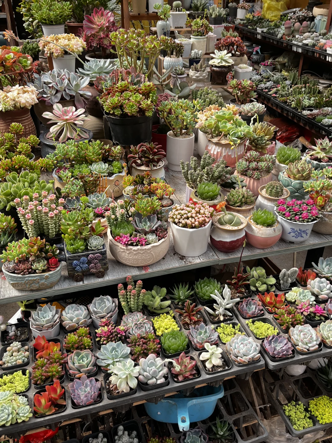 花市，春天最值得去的地方?