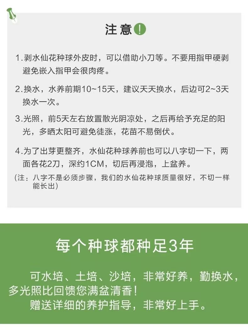 ✨全网首发｜漳州水仙花盆栽种草