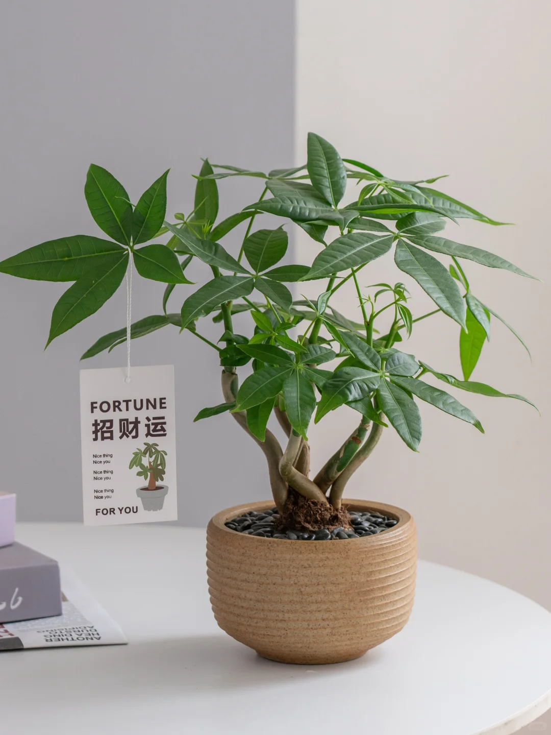 桌面招财树?越看越爱 越养越旺?