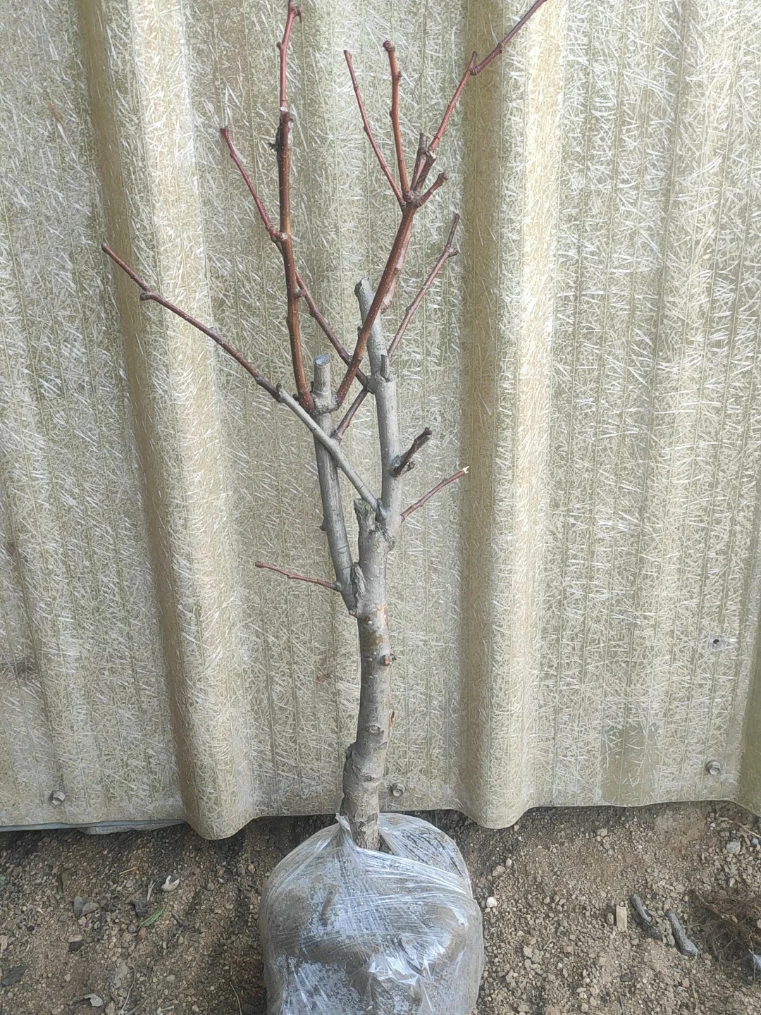 我妈让我发网上,谁买啊