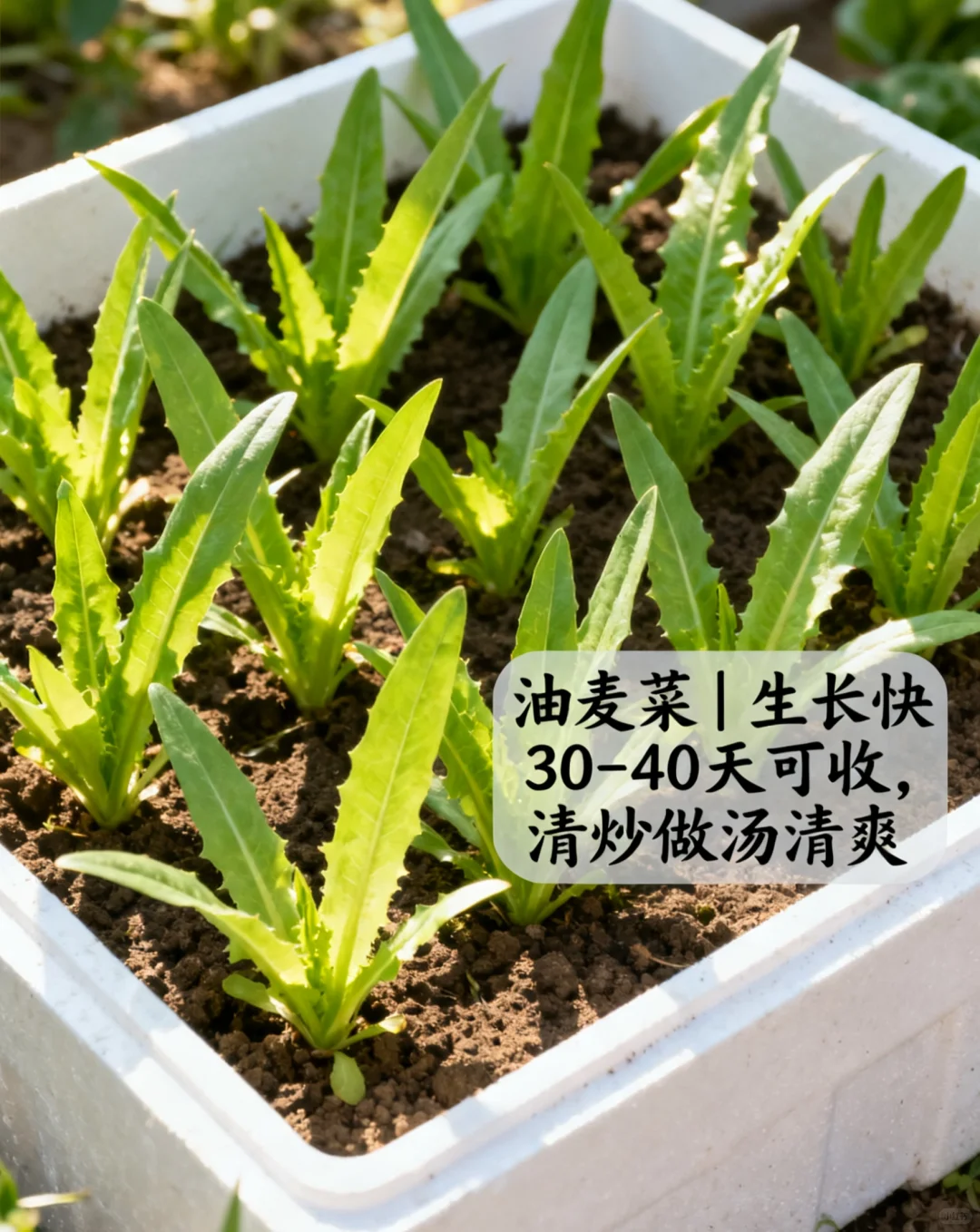 山东11月种菜清单｜14种耐寒菜！新手闭眼冲?