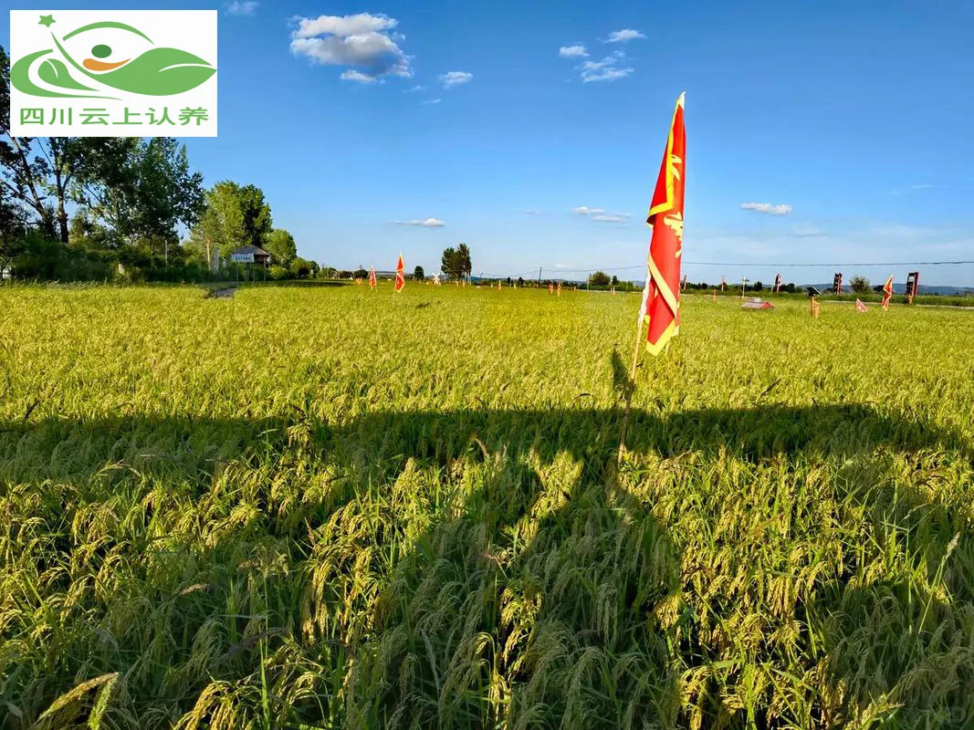 农业认养新模式：可视化为何关键？