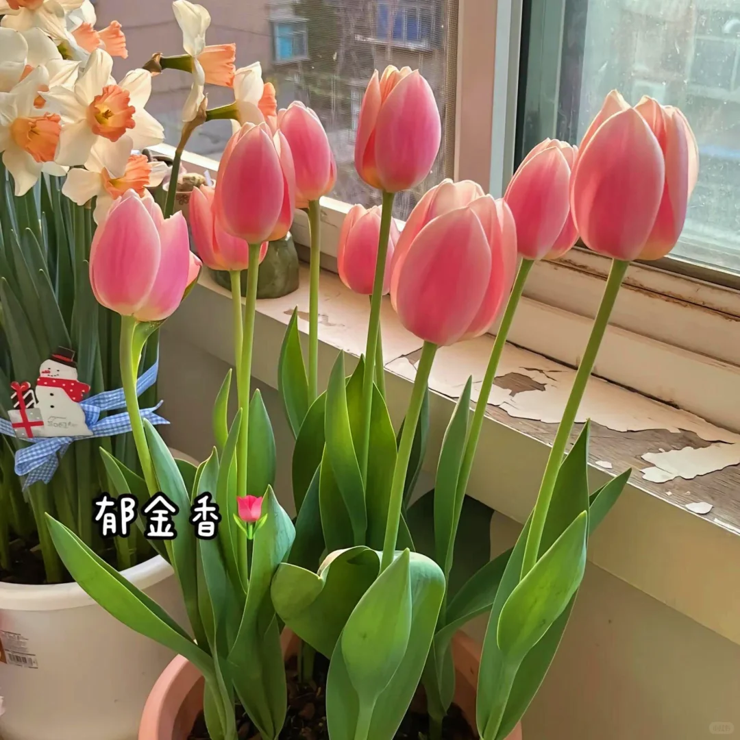 适合室内养的9种高颜值盆栽！！！