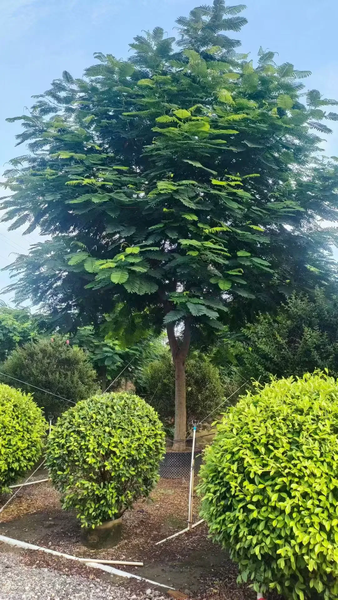 凤凰木